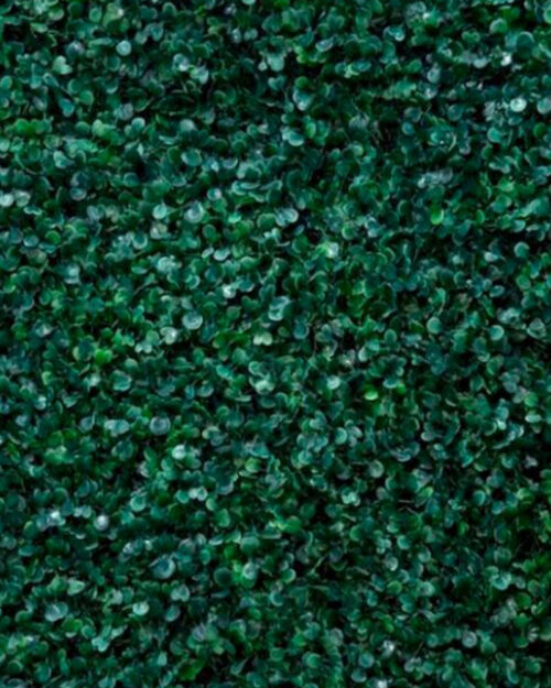 Hedge Wall hire Adelaide