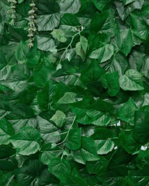 Ivy Wall hire Adelaide